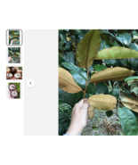 pick Onz Leaves Caimito Chrysophyllum Cainito. not the fruit, Free Shipping - $17.07+