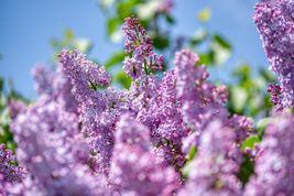 FREE SHIPPING 20 seeds Purple Lilac Shrub {Syringa villosa} | Cutting - £12.52 GBP