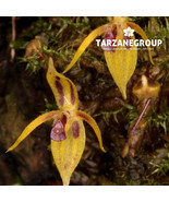 SALPISTELE BRUNNEA MINIATURE ORCHID POTTED - $43.00
