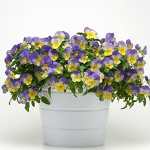 USA Seller Bin2R11D2 Pansy Cool Wave Blue Swirl Seeds 100 Seeds Trailing Pansy - £47.76 GBP