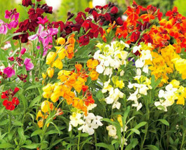 English Wallflower 50 Seeds US Seller - £6.28 GBP