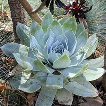 20pcs Dudleya pulverulenta Succulents Garden Plants - Seeds - £6.93 GBP