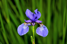 Sale 25 Seeds Blue Flag Iris Versicolor Fragrant Native Purple Yellow White Flow - £7.74 GBP