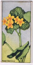 Cowan Co Toronto Card Marsh Marigold Wild Flowers Of Canada - £7.78 GBP