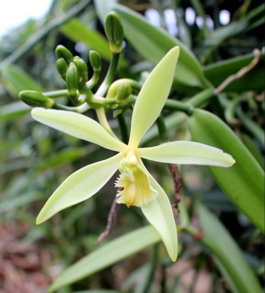Primary image for Vanilla Bean Vine (variegated) 3 to 5 inch Live Vanilla Plant Vanilla Planifolia