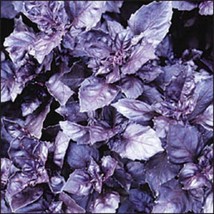 USA SELLER 500 Dark Opal Basil Purple Ruffles Ocimum Basilicum Herb Flower Seeds - £11.62 GBP