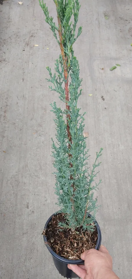 Italian Cypress Live Plant Very Beautiful - $60.95