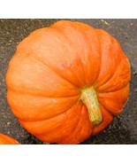 10 SEEDS BIG MAX PUMPKIN FAST BLOOM HEIRLOOM SEEDS STUNNING GARDENS NOW - $8.35