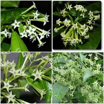 NIGHT BLOOMING JASMINE Starter Plants Fragrant Flowering Cestrum nocturnum - £19.17 GBP