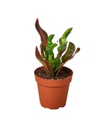 Croton Mammy 4&quot; Live Plant in Green Pot - Unique Colorful Leaves - $605.11 MXN