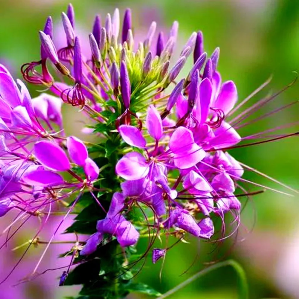 200 Spider Flower Seeds – Purple Blooms, Attracts Butterflies &amp; Pollinators - $5.99