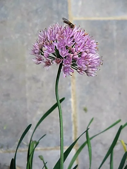 100 Prairie Allium Stellatum Prairie Onion Pink Flower Seeds Ping Garden - $8.00