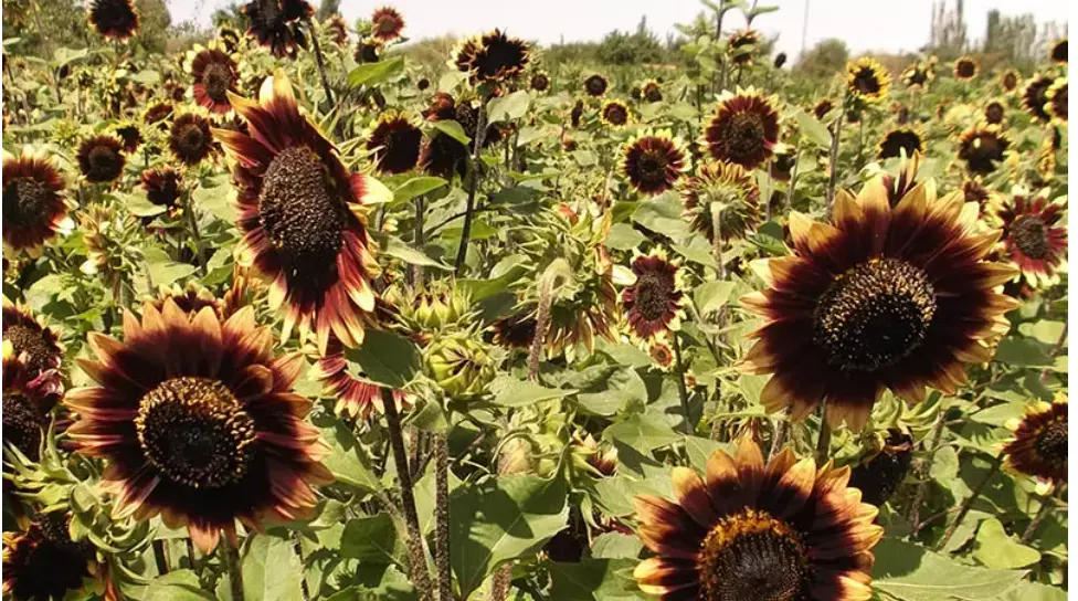 Sunflower CRIMSON VELVET HEIRLOOM 8&quot; Flowers Cut-Flowers Bees 100 Seeds ... - £7.43 GBP