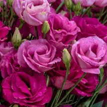 Lisianthus Seeds Rosita Rose Pink 25 Pelleted Seeds Cut Flower Seeds - £20.01 GBP