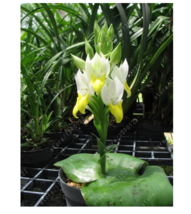 50 Seeds rare plants duck ground orchid,phalaenopsis orchid,pecteilis - £23.84 GBP