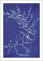 Botany Art Prints: Vintage Blue Victorian Plant Images: Buy 3 Get 4th Free! - £7.02 GBP