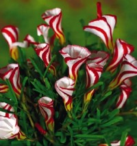 US-Seller Oxalis Versicolor Flowers 50Pcs Seed Beautiful Flowering plants - £6.28 GBP