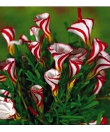 US-Seller Oxalis Versicolor Flowers 50Pcs Seed Beautiful Flowering plants - $8.02