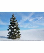 SEED- White Spruce for Windbreaks, Specimen Tree, Bonsai,  Cold Hardy Ev... - $4.23+