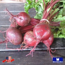 Nongmo 25 Early Wonder Beet Seeds Organic Heirloom Garden Us Seller - £3.14 GBP