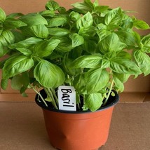 VC Italian Large Leaf Basil 500 Seeds Nongmo Heirloom Herb Vegetable See... - $10.87