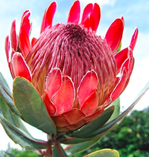 Protea Cynaroides Seed Easy Ing Color:1 - $9.99