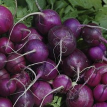 Purple Plum Radish Seeds Cruciferous Fresh Fast Shipping - $3.78