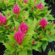 Celosia argentea | Plumosa Nana Glitters Pink | 20_Seeds_Tera Store - $15.99
