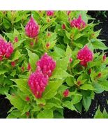 Celosia argentea | Plumosa Nana Glitters Pink | 20_Seeds_Tera Store - $15.99