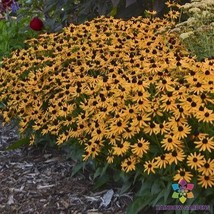 HS  200+ Little Goldstar Rudbeckia Seeds For Garden Planting - USA  - $6.92