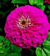 300 Seeds Zinnia&quot;Purple Prince&quot; Flower Large 4-5&quot; Flowers Butterfly Garden Bee&#39;s - £12.90 GBP