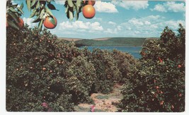 Vintage Postcard Orange Grove Scene 1960&#39;s Florida Unused Chrome Card - £5.41 GBP