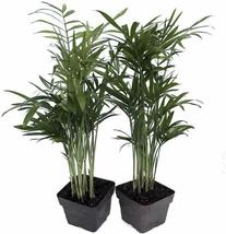 Parlor Palm Victorian 2 Plants Indoor Chamaedorea Indestructable 3&quot; Pots Flowers - £42.48 GBP