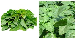 Green Amaranth 1000 Seeds Chinese Spinach Yin Cho Green Vegetable - £13.36 GBP
