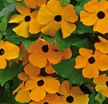 BLACK EYED SUSAN VINE SEEDS 50+ annual FLOWER orange YELLOW garden - $5.52