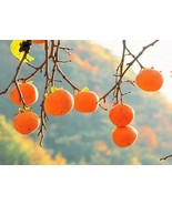 20Pcs Persimmon Seeds Plants Fruit Trees Diospyros Cargillia Garden Natu... - €7,32 EUR