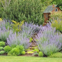 Catnip Herb Seeds Nepeta Cataria Heirloom Organic Catmint Fresh Garden USA Shipp - $10.00