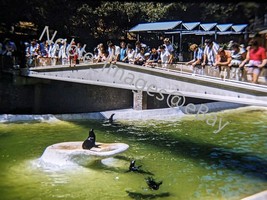 1959 San Diego Zoo Sea Lion Exhibit California Kodachrome 35mm Slide - £4.35 GBP