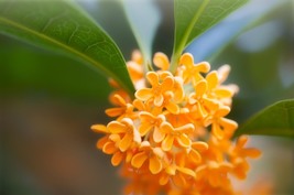 Orange Osmanthus Flower, 10 Seeds D - £11.26 GBP