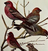 Grosbeaks And Finches Birds Print Fuertes 1917 Color Plate Art DWX7A - £23.97 GBP