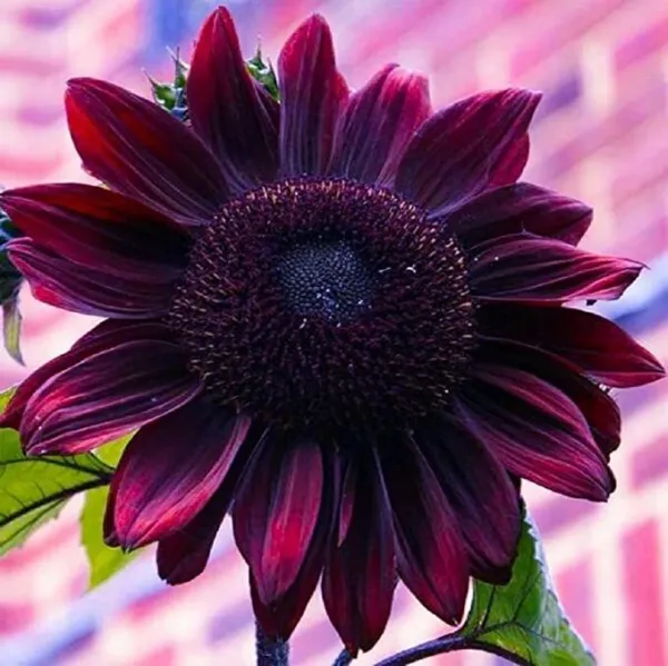 20 Chocolate Cherry Sunflower Plants Plants Rare Flower Colorful Fresh Seeds - £10.51 GBP