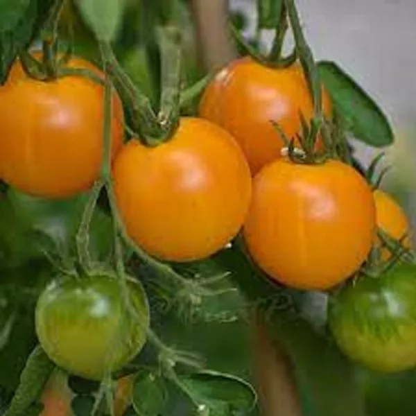 50 Seeds Chello Tomato Juicy Tomatoe Vegetable Garden New Fresh Seeds USA - $7.32