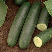 25 Seeds Darlington Cucumbers Fresh Seeds - $7.38