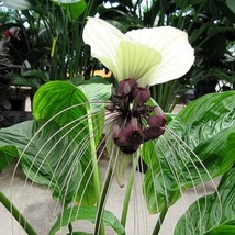 USA SELLER New Tacca Integrifolia Nivea White Bat Flower 5 seeds tropical garden - $16.76