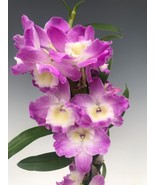Dendrobium Nobile Violet Fizz Orchid NBS potted. When blooming, the flow... - €25,83 EUR