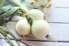 SEED -White Sweet Spanish Onion and Italian Rossa Lunga di Firenze Onion- - $4.22+