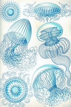 Jelly Fish by Ernst Haeckel #6 - Art Print - $21.99+