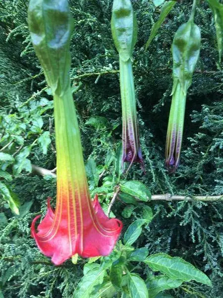 Brugmansia Sanguinea Red Angel&#39;S Trumpet 10 Seeds Fresh Garden - £16.99 GBP