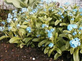 MBK 400 Seeds Forgetmenot Perennial Myosotis Blue Groco Fresh Garden - $169.98 MXN