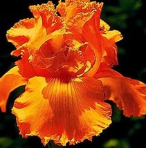 100Pcs Iris Tectorum Seeds Golden Yellow Flowers Fresh Seeds - $6.21